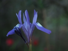 Moraea sisyrinchium