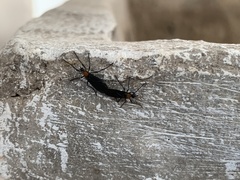 Plecia ruficollis