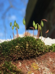 Ptychostomum capillare