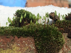 Ptychostomum capillare