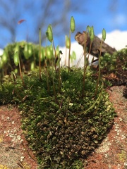 Ptychostomum capillare