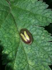 Cassida vittata