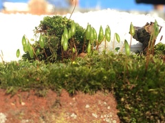 Ptychostomum capillare