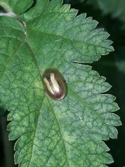 Cassida vittata