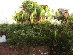 Ptychostomum capillare