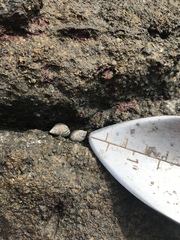 Echinolittorina radiata