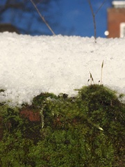 Brachythecium rutabulum