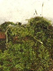 Brachythecium rutabulum