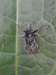 Temnorhinus mendicus