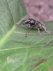 Temnorhinus mendicus