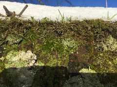 Brachythecium rutabulum