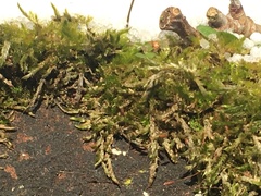 Brachythecium rutabulum