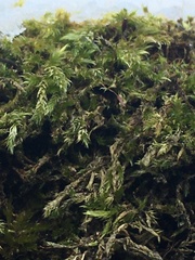 Brachythecium rutabulum