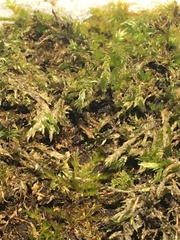 Brachythecium rutabulum