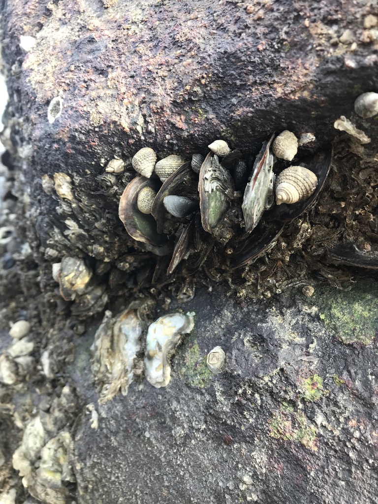 Asian green mussel