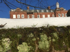 Brachythecium albicans