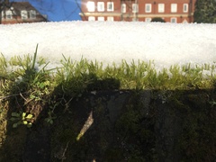 Brachythecium albicans