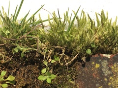 Brachythecium albicans