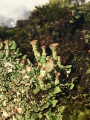 Cladonia