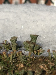 Cladonia