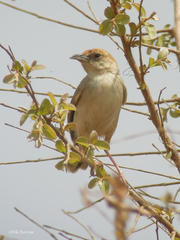 Cisticola guinea