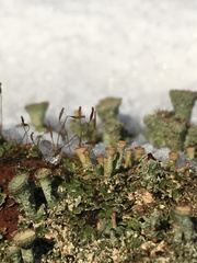 Cladonia