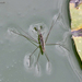 Typical Water Striders - Photo (c) Marcello Consolo, some rights reserved (CC BY-NC-SA)