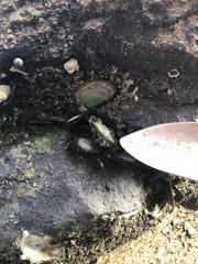 Saccostrea cuccullata