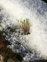 Ptychostomum capillare