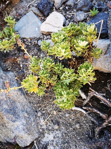 Alpine Biddy-biddy (Acaena alpina)
