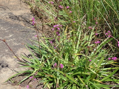Cyanotis speciosa
