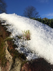 Ptychostomum capillare