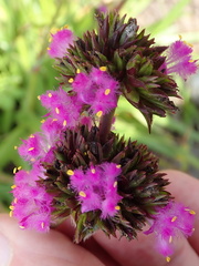 Cyanotis speciosa