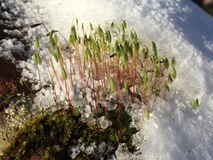 Ptychostomum capillare