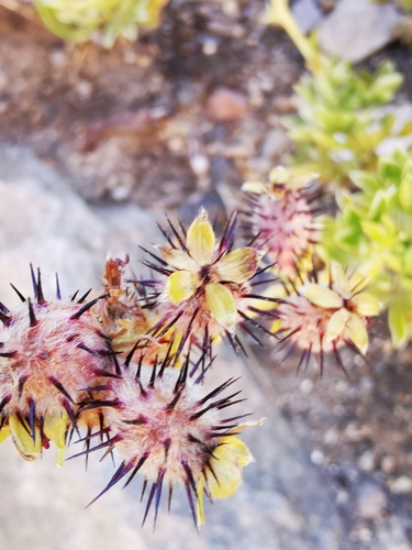 Image of Acaena alpina by (c) Aira Francisca Faúndez Fallau, some rights reserved (CC BY)