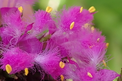 Cyanotis speciosa
