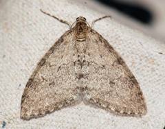 Trichopteryx carpinata