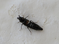 Aleochara bipustulata