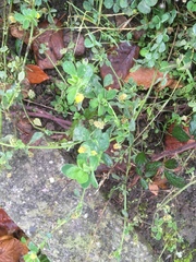 Medicago lupulina