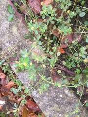 Medicago lupulina