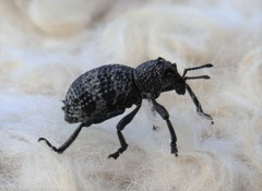 Aegorhinus superciliosus