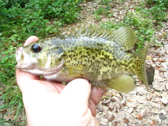 Ambloplites constellatus