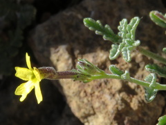 Jamesbrittenia zuurbergensis