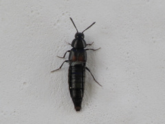 Aleochara bipustulata