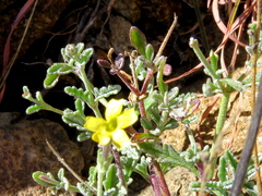 Jamesbrittenia zuurbergensis