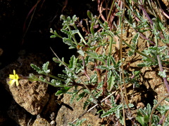 Jamesbrittenia zuurbergensis