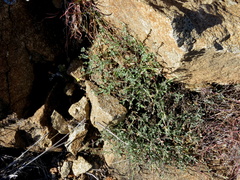Jamesbrittenia zuurbergensis