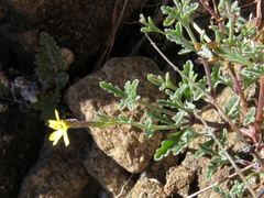 Jamesbrittenia zuurbergensis