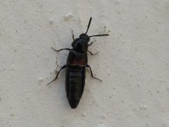 Aleochara bipustulata