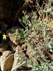 Jamesbrittenia zuurbergensis
